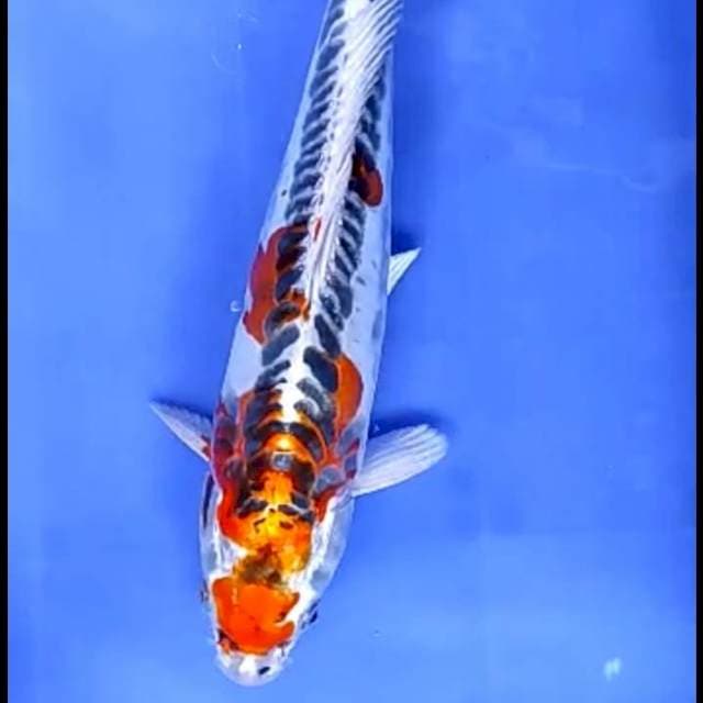 DOITSU KUJAKU # 37CM