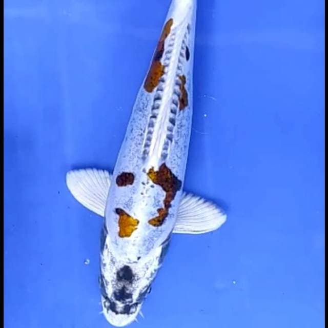 UNIQUE # 27CM