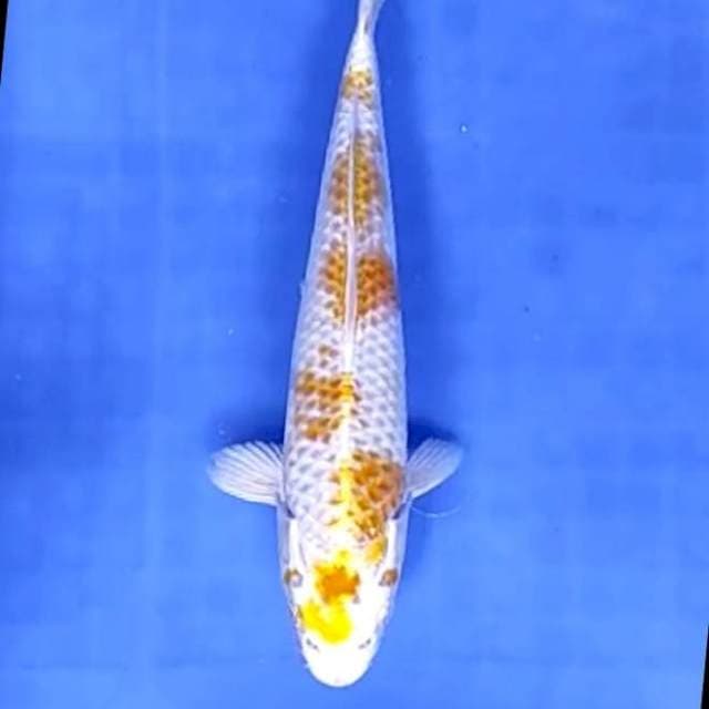HARIWAKE # 25CM
