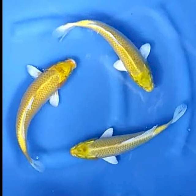 3 EKOR YAMABUKI OGON # 27-29CM