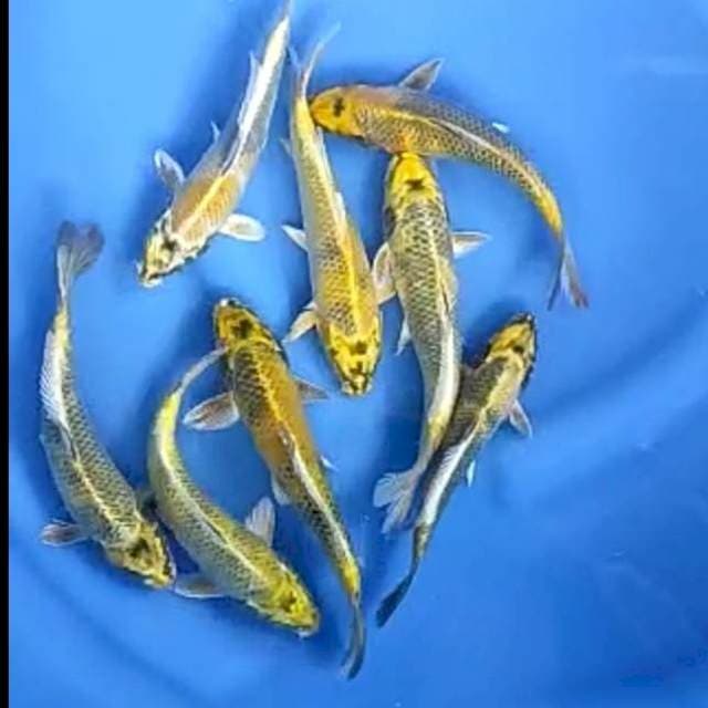 8 EKOR KIN KI SHOWA UTSURI # 17-20CM