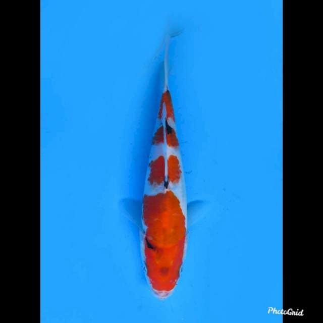 Yondan Showa Tategoi , 22cm