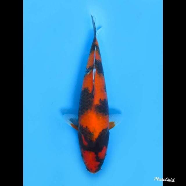 Hi Showa , 25cm