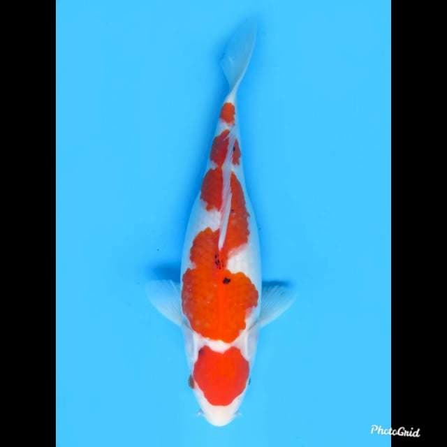Maruten Sanke ,33cm