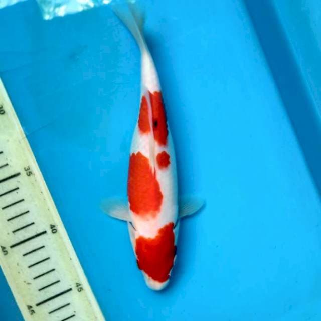 Sanke Tategoi 24cm Female