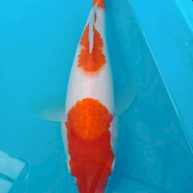 Kohaku 25cm