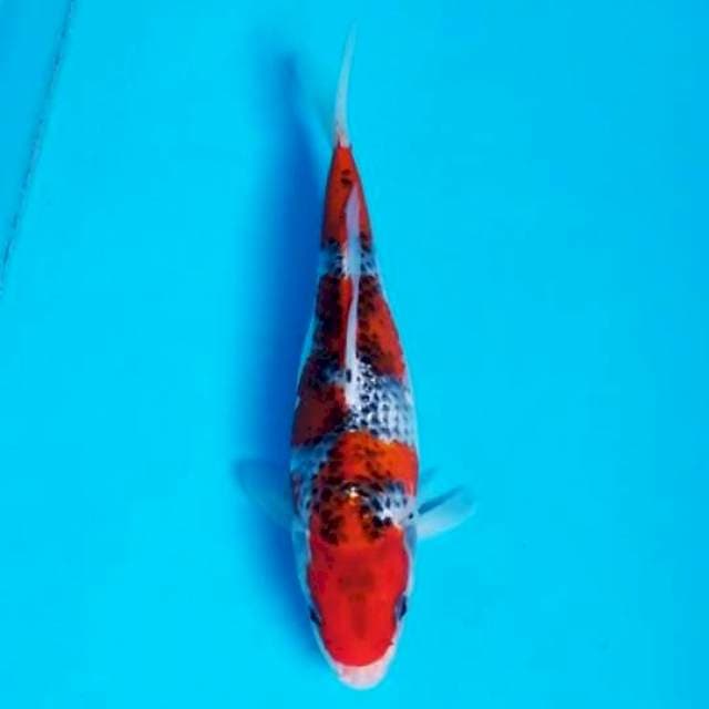 GOSHIKI 23 CM