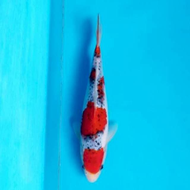 YONDAN GOSHIKI 24 CM