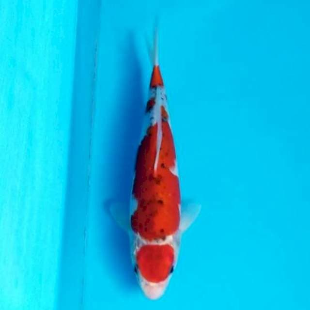 MARUTEN GOSHIKI 25 CM