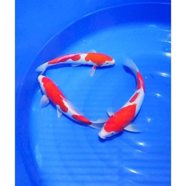 Doitsu Kohaku Strong 28-30cm 3ekor