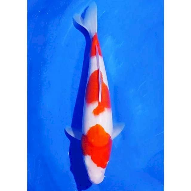 3 Step Original Bulky Kohaku 37cm (M)