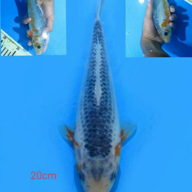 Asagi 20 cm