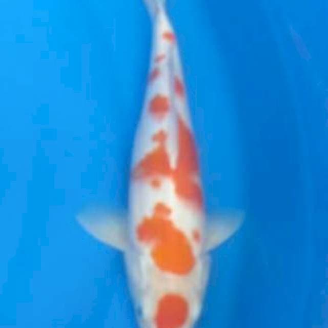 Maruten kohaku original 35cm M