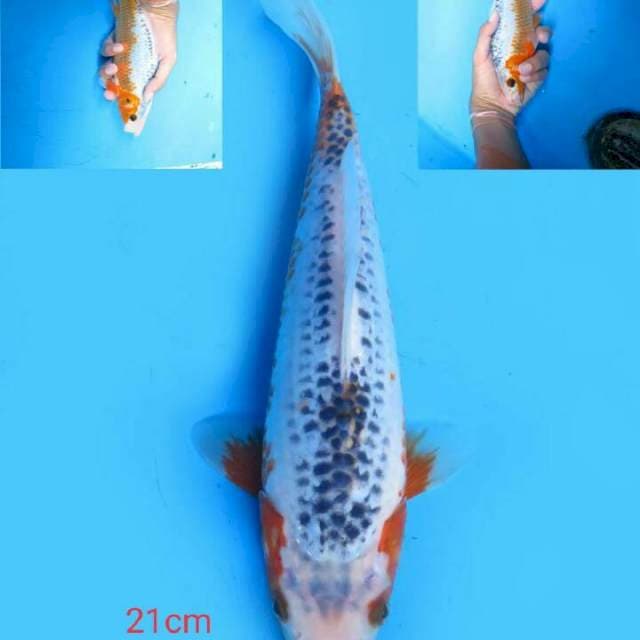 Asagi 21 cm