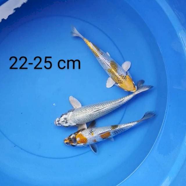 Mix mantab 22-25 cm