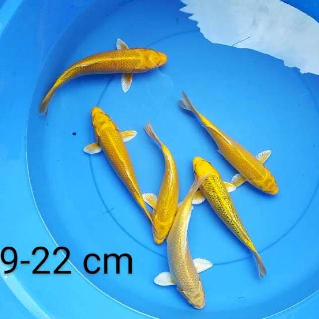 Ogon 19-22 cm