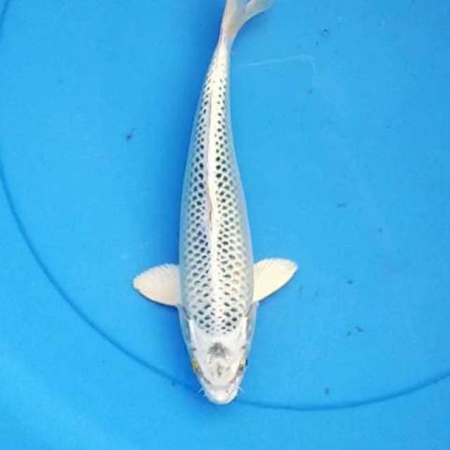 Matshuba 24 cm