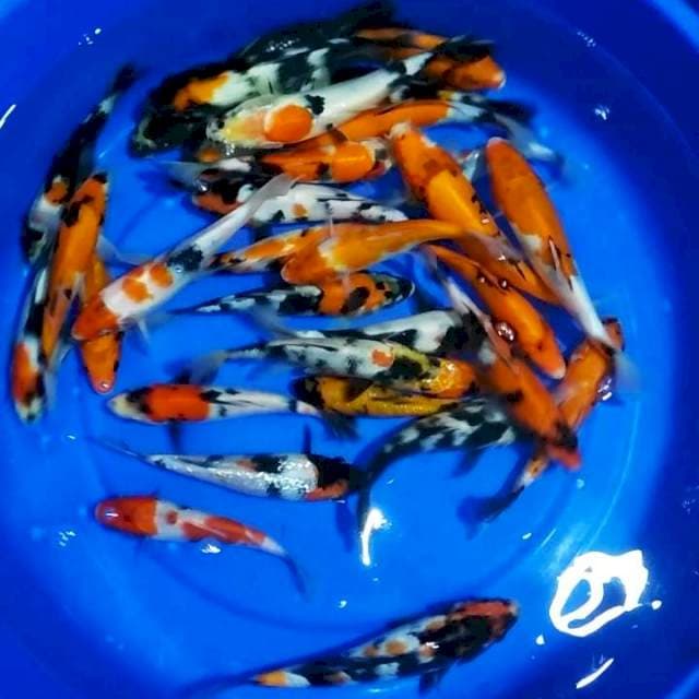 Mix 35 ekor 15-22cm