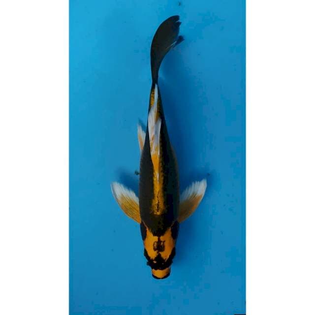 kumpay kabuto 30 cm