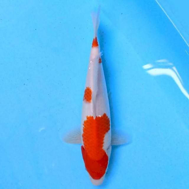 Kohaku 23 cm