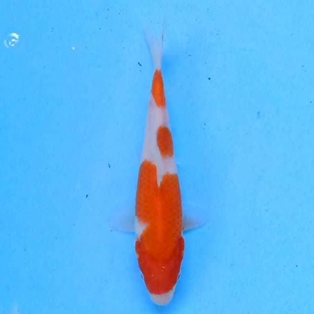 Kohaku 17 cm