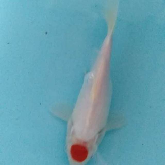 SHORT BODY 23CM