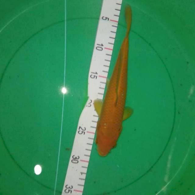 Chagoi tembaga