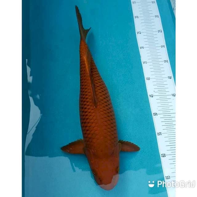 Tembaga 45cm