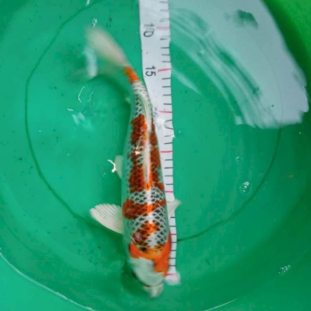 Kujaku strong jaringan teges 33cm