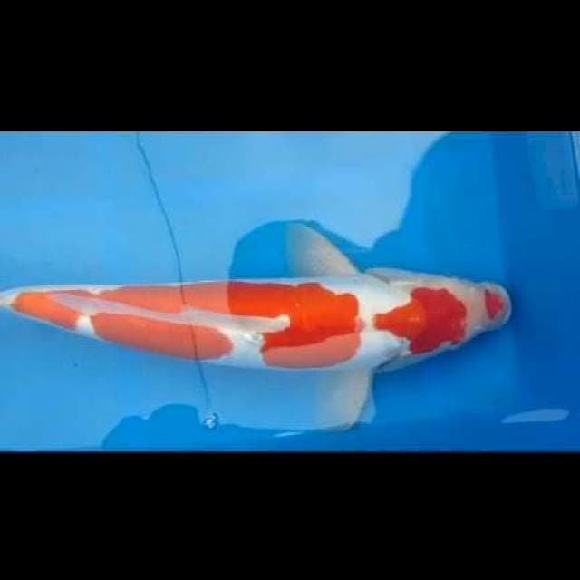 Kohaku doitsu murni 47cm