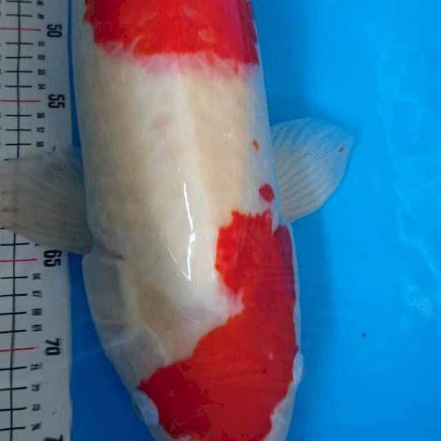 sanke jumbo stroong 67cm