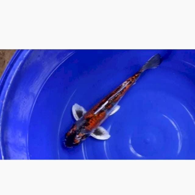 Kawariyono 47cm male