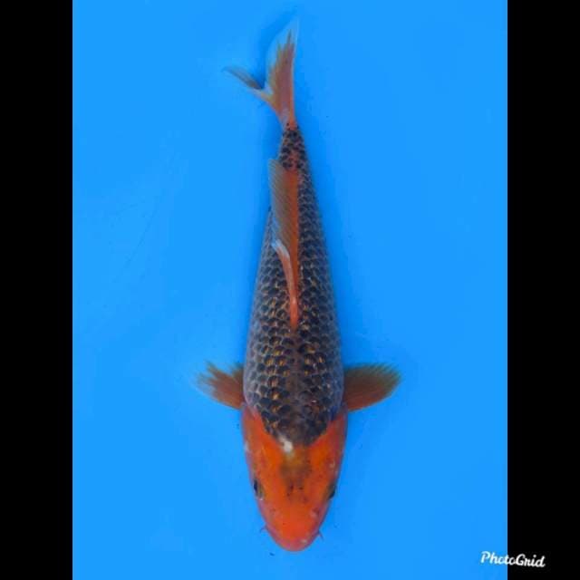 Matsuba Ginrin , 33cm
