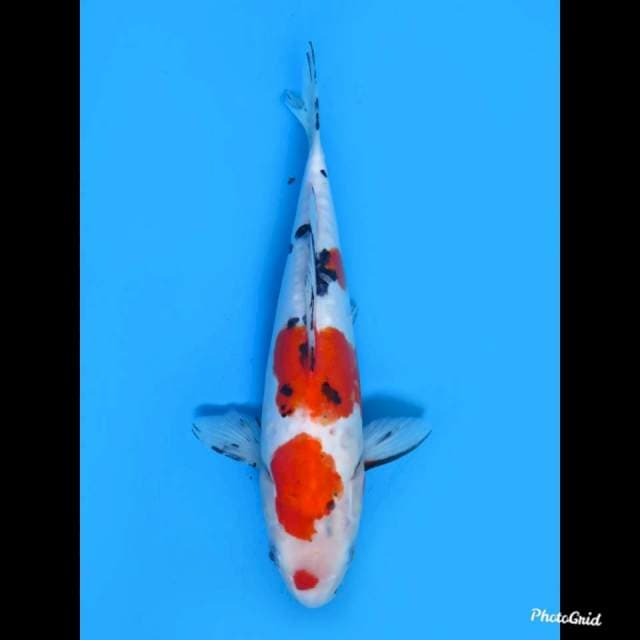 Sanke Doitsu , 27cm