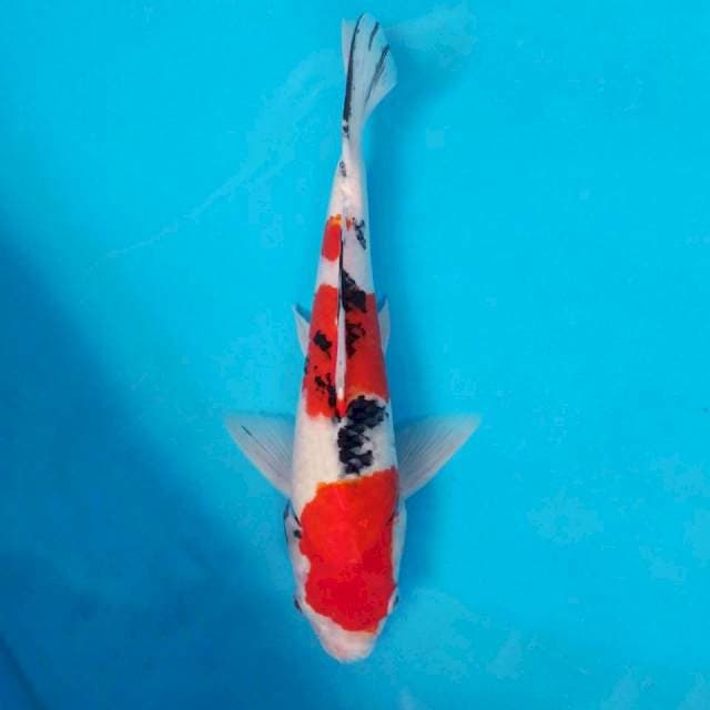 35cm Thaiso sanke jantan