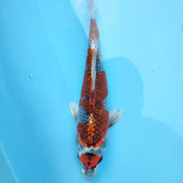 PERMADI ~ MARUTEN KUJAKU 24CM