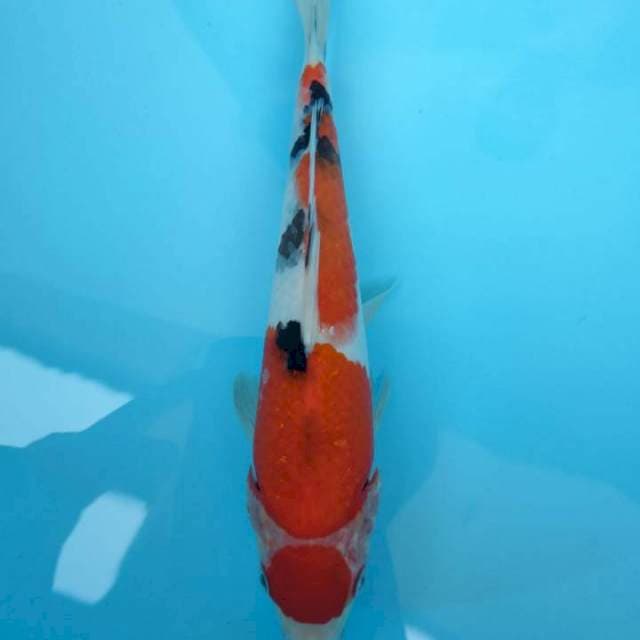 PERMADI ~ MARUTEN SANKE 25CM