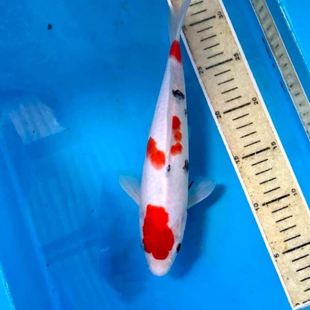Sanke, 26 cm