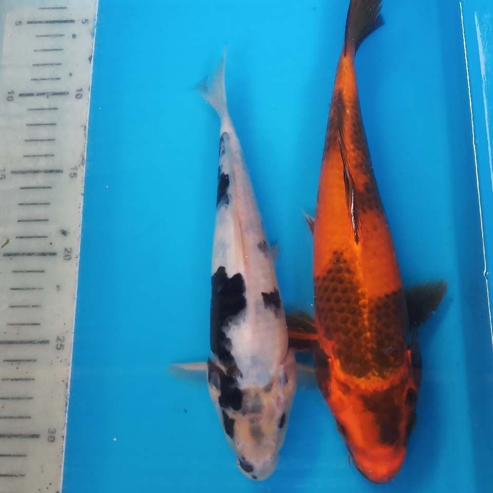 Shiro n Utsuri