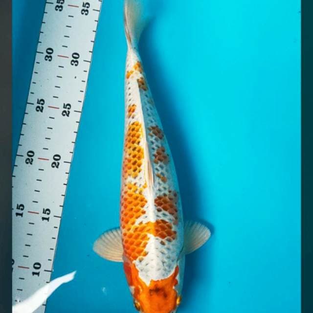 Strong kujaku 30cm male