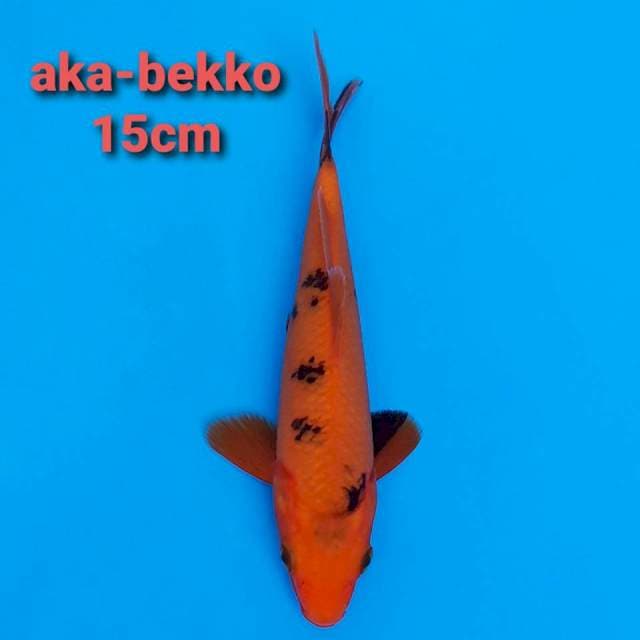 F1 aka-bekko 15cm