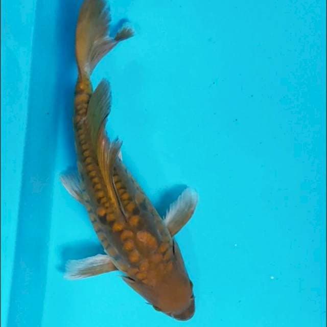 Kumpay chagoi aragoke 32cm