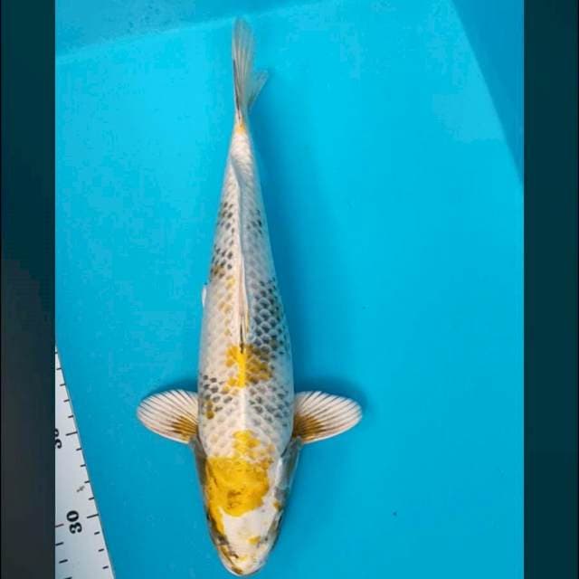 Good kin showa 32cm male