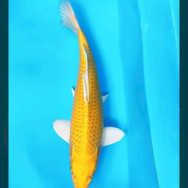 Yamabuki bersih 34cm male