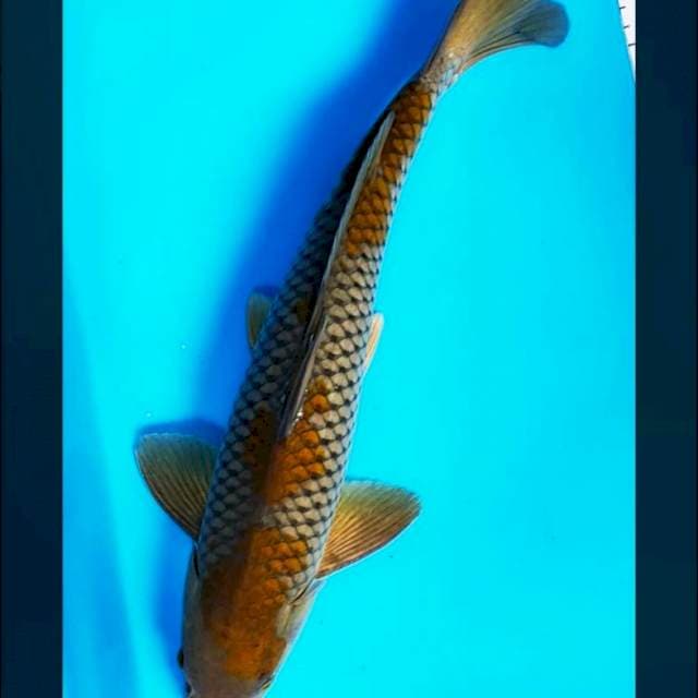 Ochiba strong 41cm male