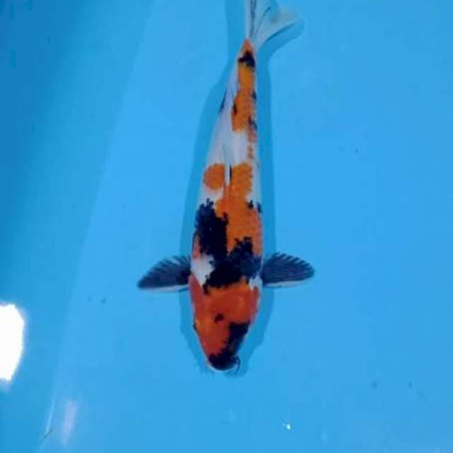 SHOWA SANSOKU 26CM