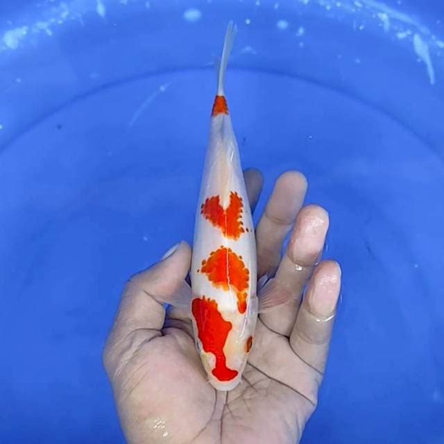 kuhaku : 19 cm