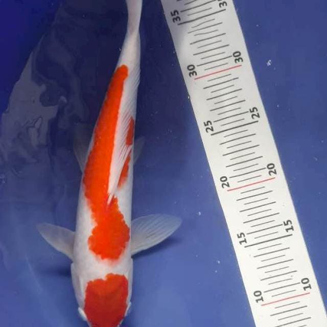 Kohaku 32 cm