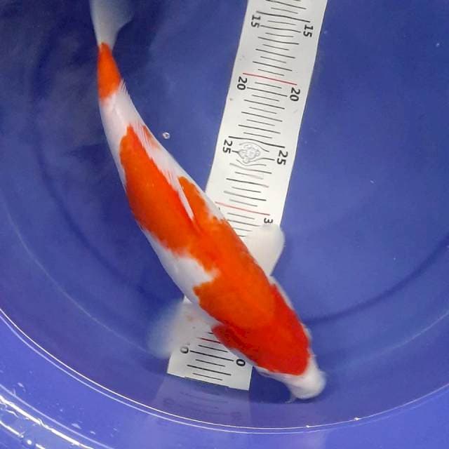 Kohaku female 34cm