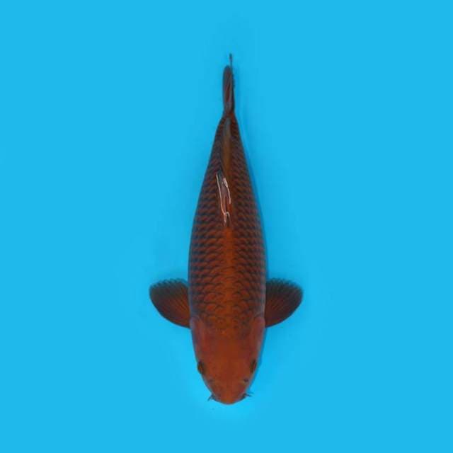 CHAGOI TEMBAGA JINAK